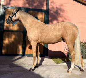 Golden Hero - Pony 1,48cm - Westfaliano