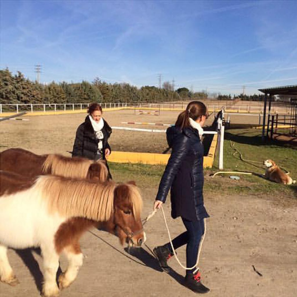 Sun Point 26 Pony Club – Sun Point 26